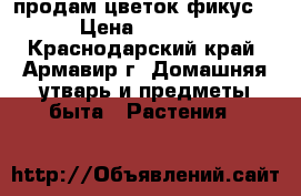 продам цветок фикус. › Цена ­ 1 000 - Краснодарский край, Армавир г. Домашняя утварь и предметы быта » Растения   